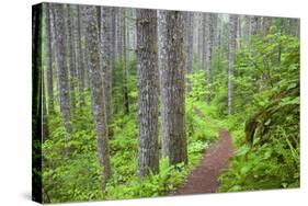 Lewis River, Gifford Pinchot National Forest, Washington, USA-Jamie & Judy Wild-Stretched Canvas