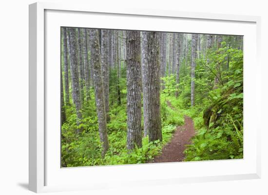 Lewis River, Gifford Pinchot National Forest, Washington, USA-Jamie & Judy Wild-Framed Photographic Print