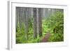 Lewis River, Gifford Pinchot National Forest, Washington, USA-Jamie & Judy Wild-Framed Photographic Print