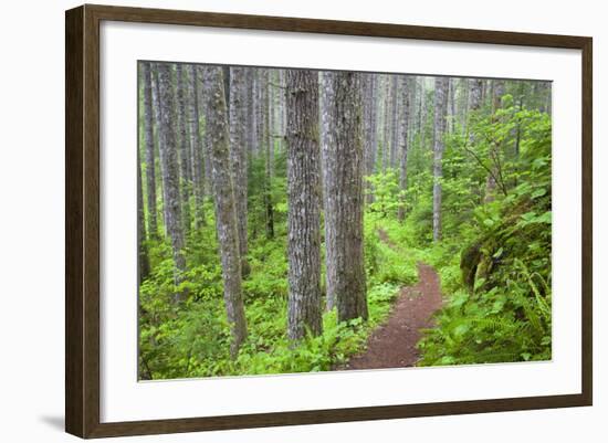 Lewis River, Gifford Pinchot National Forest, Washington, USA-Jamie & Judy Wild-Framed Photographic Print