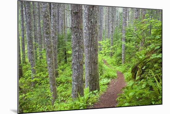 Lewis River, Gifford Pinchot National Forest, Washington, USA-Jamie & Judy Wild-Mounted Photographic Print