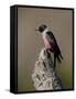 Lewis's Woodpecker (Melanerpes Lewis), Okanogan County, Washington-James Hager-Framed Stretched Canvas