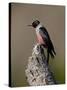 Lewis's Woodpecker (Melanerpes Lewis), Okanogan County, Washington-James Hager-Stretched Canvas