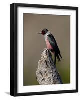 Lewis's Woodpecker (Melanerpes Lewis), Okanogan County, Washington-James Hager-Framed Photographic Print