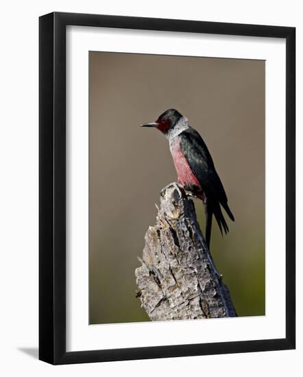 Lewis's Woodpecker (Melanerpes Lewis), Okanogan County, Washington-James Hager-Framed Photographic Print