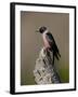 Lewis's Woodpecker (Melanerpes Lewis), Okanogan County, Washington-James Hager-Framed Photographic Print