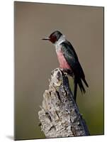 Lewis's Woodpecker (Melanerpes Lewis), Okanogan County, Washington-James Hager-Mounted Photographic Print