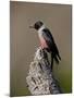 Lewis's Woodpecker (Melanerpes Lewis), Okanogan County, Washington-James Hager-Mounted Photographic Print