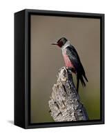 Lewis's Woodpecker (Melanerpes Lewis), Okanogan County, Washington-James Hager-Framed Stretched Canvas