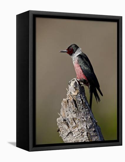 Lewis's Woodpecker (Melanerpes Lewis), Okanogan County, Washington-James Hager-Framed Stretched Canvas