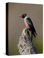 Lewis's Woodpecker (Melanerpes Lewis), Okanogan County, Washington-James Hager-Stretched Canvas