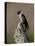 Lewis's Woodpecker (Melanerpes Lewis), Okanogan County, Washington-James Hager-Stretched Canvas