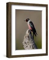 Lewis's Woodpecker (Melanerpes Lewis), Okanogan County, Washington-James Hager-Framed Photographic Print