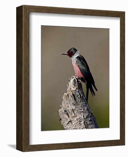 Lewis's Woodpecker (Melanerpes Lewis), Okanogan County, Washington-James Hager-Framed Photographic Print