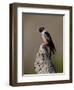 Lewis's Woodpecker (Melanerpes Lewis), Okanogan County, Washington-James Hager-Framed Photographic Print