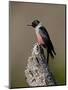 Lewis's Woodpecker (Melanerpes Lewis), Okanogan County, Washington-James Hager-Mounted Photographic Print