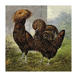 Chickens: Gold Spangled Polish-Lewis Wright-Art Print
