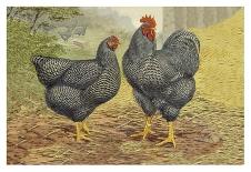 Chickens: Salmon Faverolles-Lewis Wright-Art Print