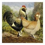 Chickens: Gold Spangled Polish-Lewis Wright-Art Print