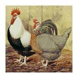 Chickens: Buff Orpingtons-Lewis Wright-Art Print