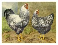 Chickens: Salmon Faverolles-Lewis Wright-Art Print