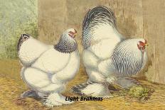 Chickens: Light Brahmas-Lewis Wright-Art Print