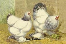 Chickens: Silver Laced Wyandottes-Lewis Wright-Art Print