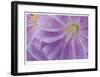 Lewisia II-Donald Paulson-Framed Giclee Print