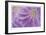 Lewisia II-Donald Paulson-Framed Giclee Print