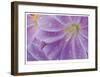 Lewisia II-Donald Paulson-Framed Giclee Print