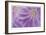 Lewisia II-Donald Paulson-Framed Giclee Print