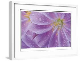 Lewisia II-Donald Paulson-Framed Giclee Print