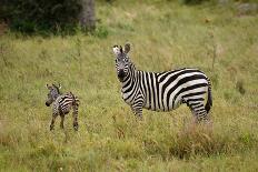 African Zebra with Child-lexan-Framed Photographic Print