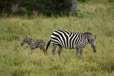 African Zebra with Child-lexan-Framed Photographic Print