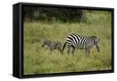 Framed Canvas
