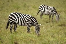African Zebra with Child-lexan-Photographic Print