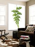 Green Maidenhair-Lexie Greer-Loft Art