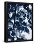 Essential Black