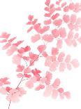 Pink Maidenhair-Lexie Greer-Photographic Print