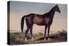 Lexington, The Celebrated Horse-Currier & Ives-Stretched Canvas