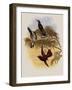 Leybold's Firecrown, Eustephanus Leyboldi-John Gould-Framed Giclee Print