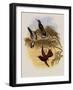 Leybold's Firecrown, Eustephanus Leyboldi-John Gould-Framed Giclee Print