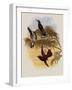 Leybold's Firecrown, Eustephanus Leyboldi-John Gould-Framed Giclee Print