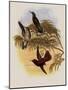 Leybold's Firecrown, Eustephanus Leyboldi-John Gould-Mounted Giclee Print