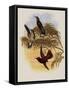 Leybold's Firecrown, Eustephanus Leyboldi-John Gould-Framed Stretched Canvas