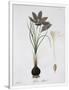 Gramercy White