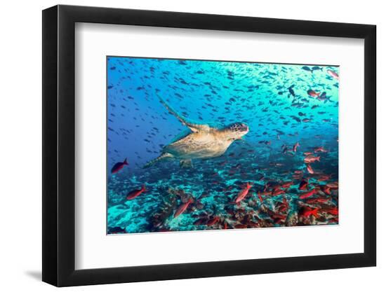 Premium Photographic Print, , large