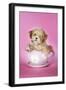 Lhasa Apso 12 Week Old Puppy in a Big Teacup-null-Framed Photographic Print