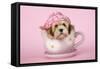 Lhasa Apso 12 Week Old Puppy in Tea Cup Wearing Hat-null-Framed Stretched Canvas