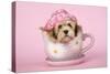 Lhasa Apso 12 Week Old Puppy in Tea Cup Wearing Hat-null-Stretched Canvas